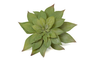 PHOCEALYS│Echeveria - succulente artificielle piquet│Grossiste en végétaux artificiels