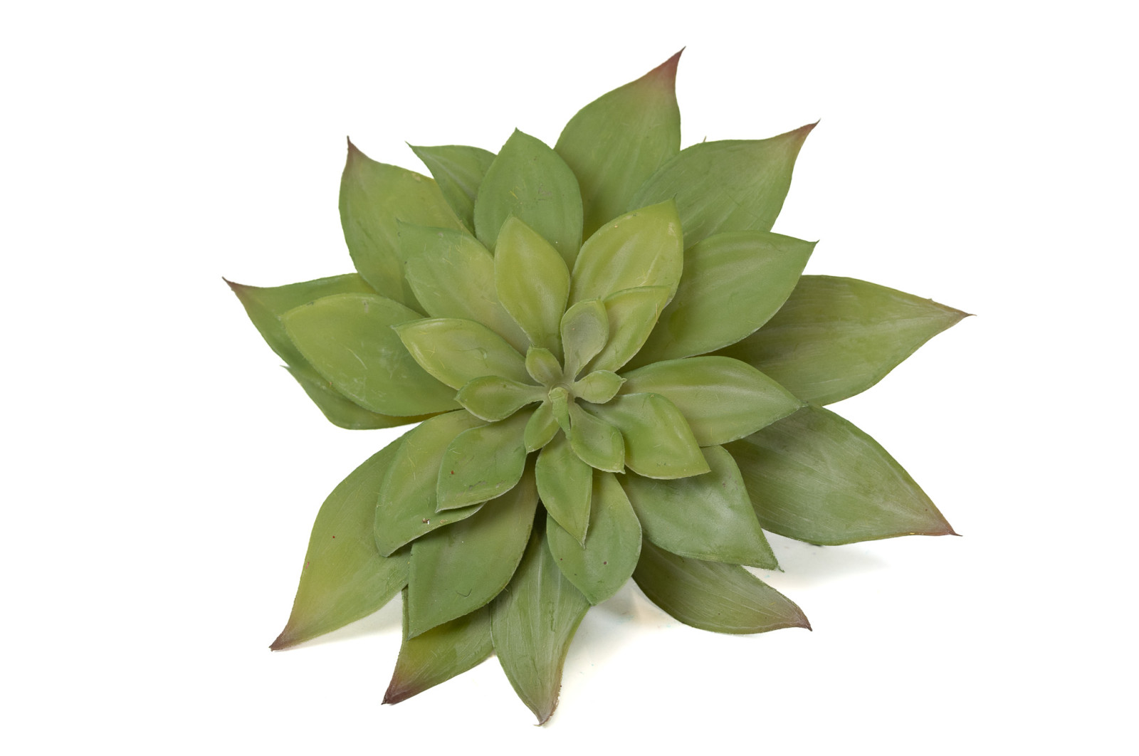PHOCEALYS│Echeveria - succulente artificielle piquet│Grossiste en végétaux artificiels