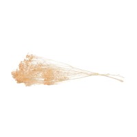 Broom sec blanc / crème vente en vrac Phocealys grossiste fournisseur pros
