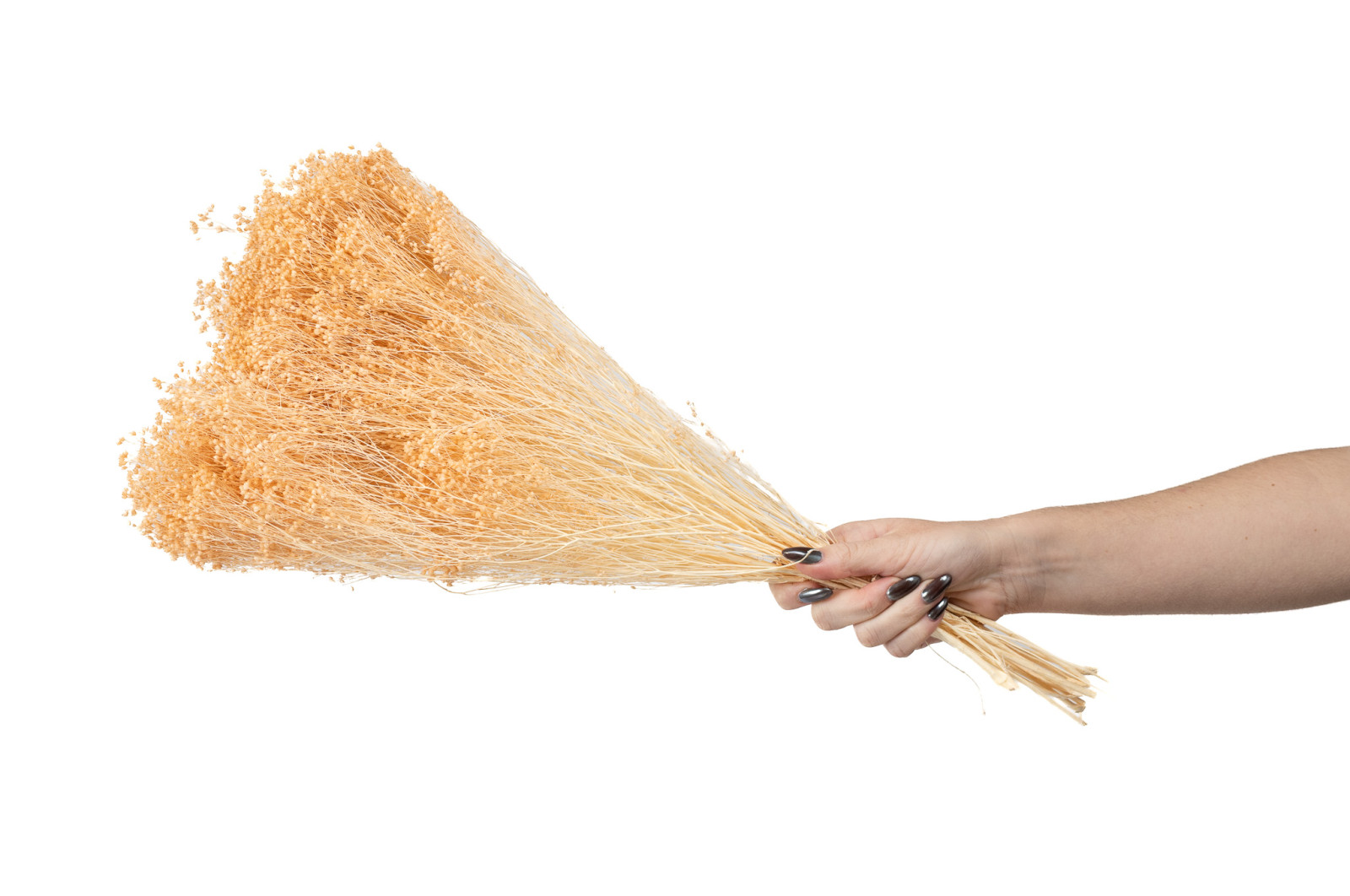 Broom sec blanc / crème vente en vrac Phocealys grossiste fournisseur pros