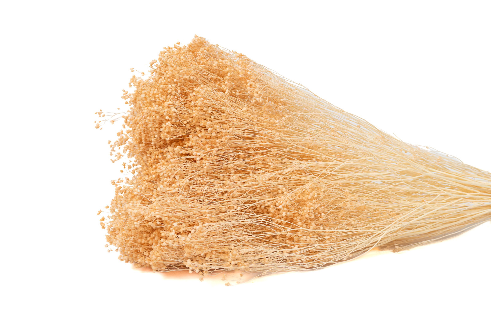 Broom sec blanc / crème vente en vrac Phocealys grossiste fournisseur pros