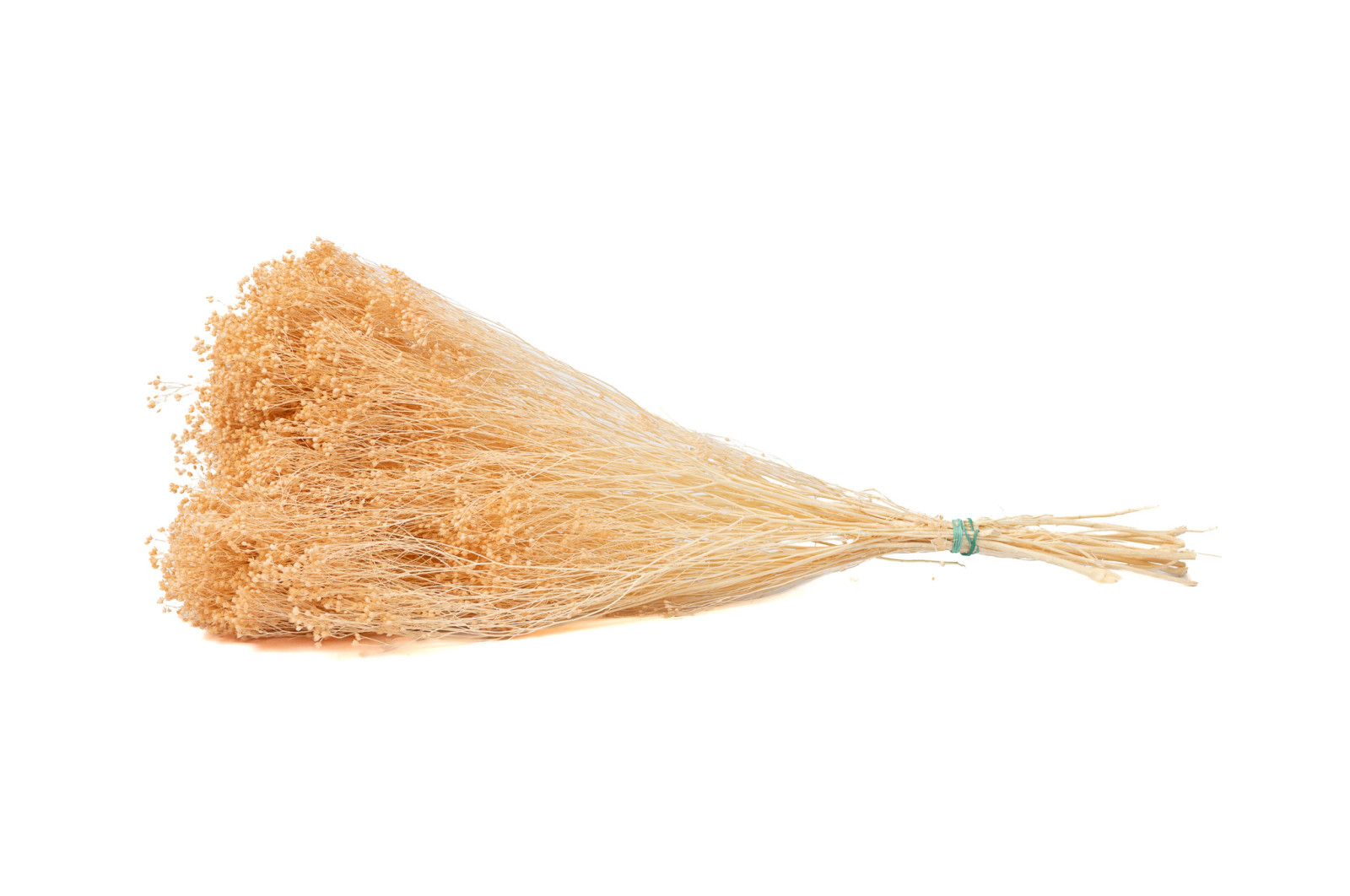 Broom sec blanc / crème vente en vrac Phocealys grossiste fournisseur pros