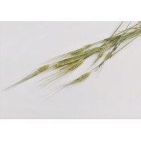 PHOCEALYS │orge sec│vente aux pros│Grossiste en fleurs séchées