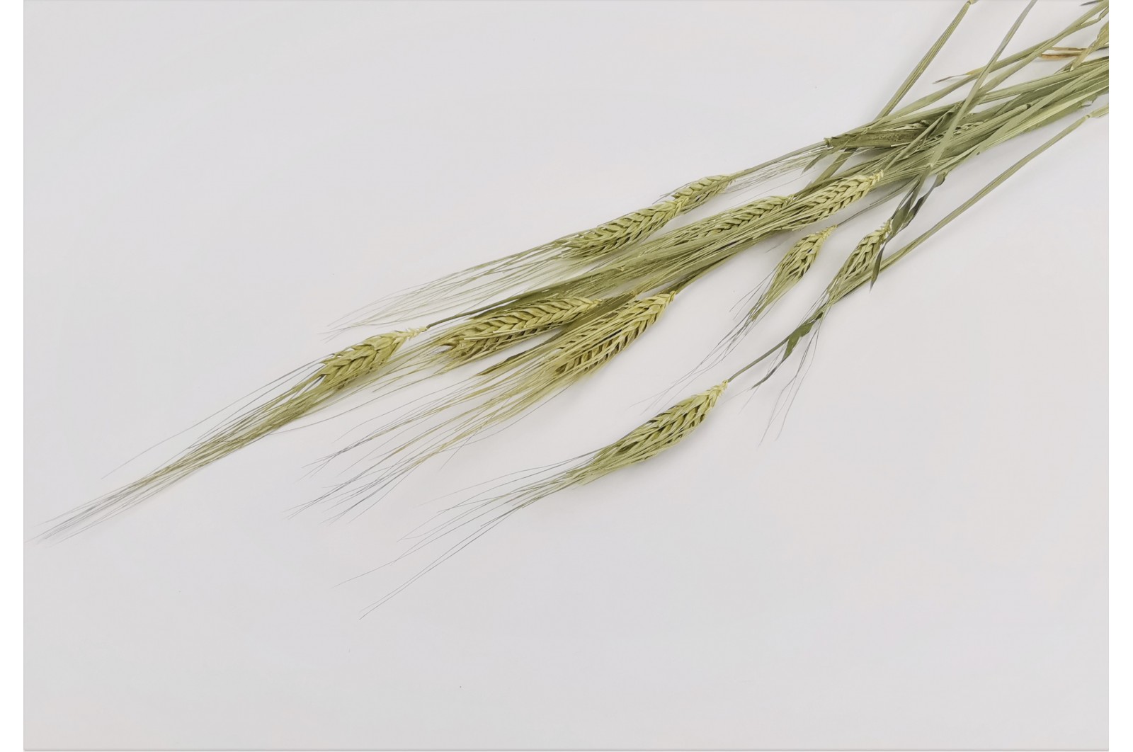 PHOCEALYS │orge sec│vente aux pros│Grossiste en fleurs séchées