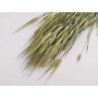 PHOCEALYS │orge sec│vente aux pros│Grossiste en fleurs séchées