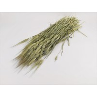 PHOCEALYS │orge sec│vente aux pros│Grossiste en fleurs séchées