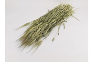 PHOCEALYS │orge sec│vente aux pros│Grossiste en fleurs séchées