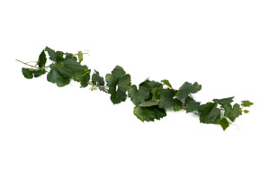 PHOCEALYS│Vigne Artificielle Guirlande│Grossiste en déco végétale