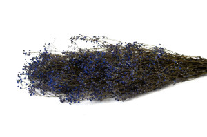 Gypsophile stabilisé│vente aux pros│Grossiste en végétaux stabilisés