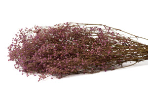 Gypsophile stabilisé│vente aux pros│Grossiste en végétaux stabilisés