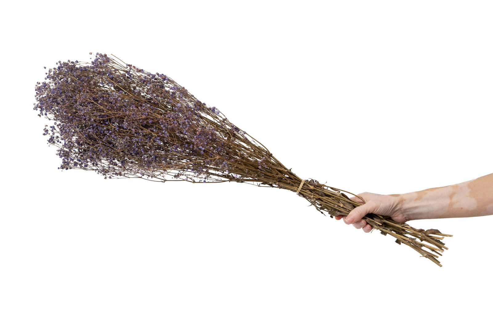 Gypsophile stabilisé│vente aux pros│Grossiste en végétaux stabilisés