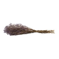 Gypsophile stabilisé│vente aux pros│Grossiste en végétaux stabilisés
