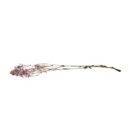 Gypsophile stabilisé│vente aux pros│Grossiste en végétaux stabilisés