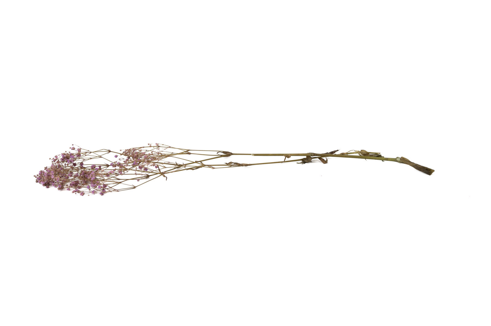 Gypsophile stabilisé│vente aux pros│Grossiste en végétaux stabilisés