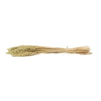 PHOCEALYS │Avoine sec │vente aux pros│Grossiste en fleurs séchées