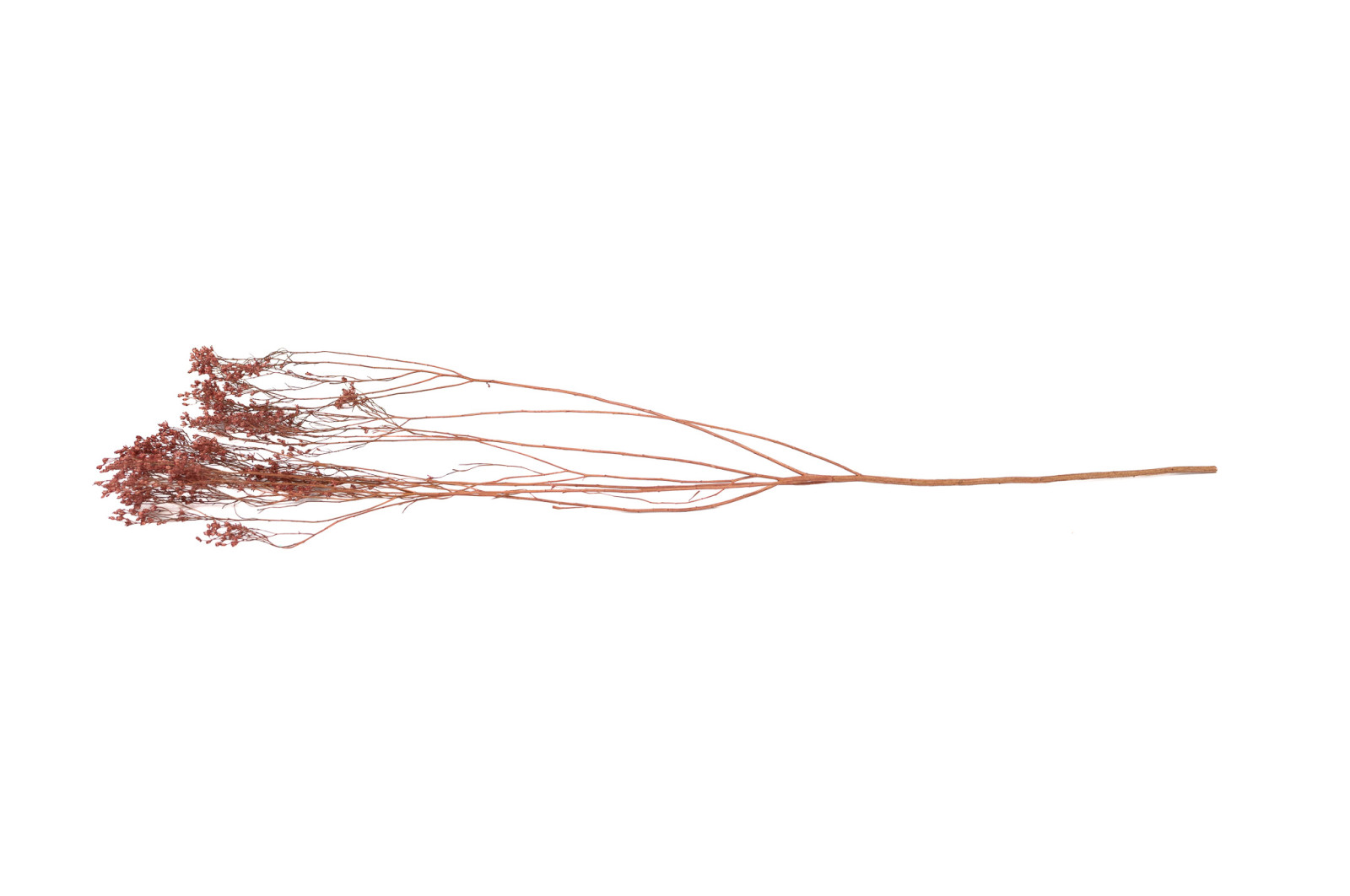 Broom bloom sec│vente aux pros│Grossiste en fleurs séchées