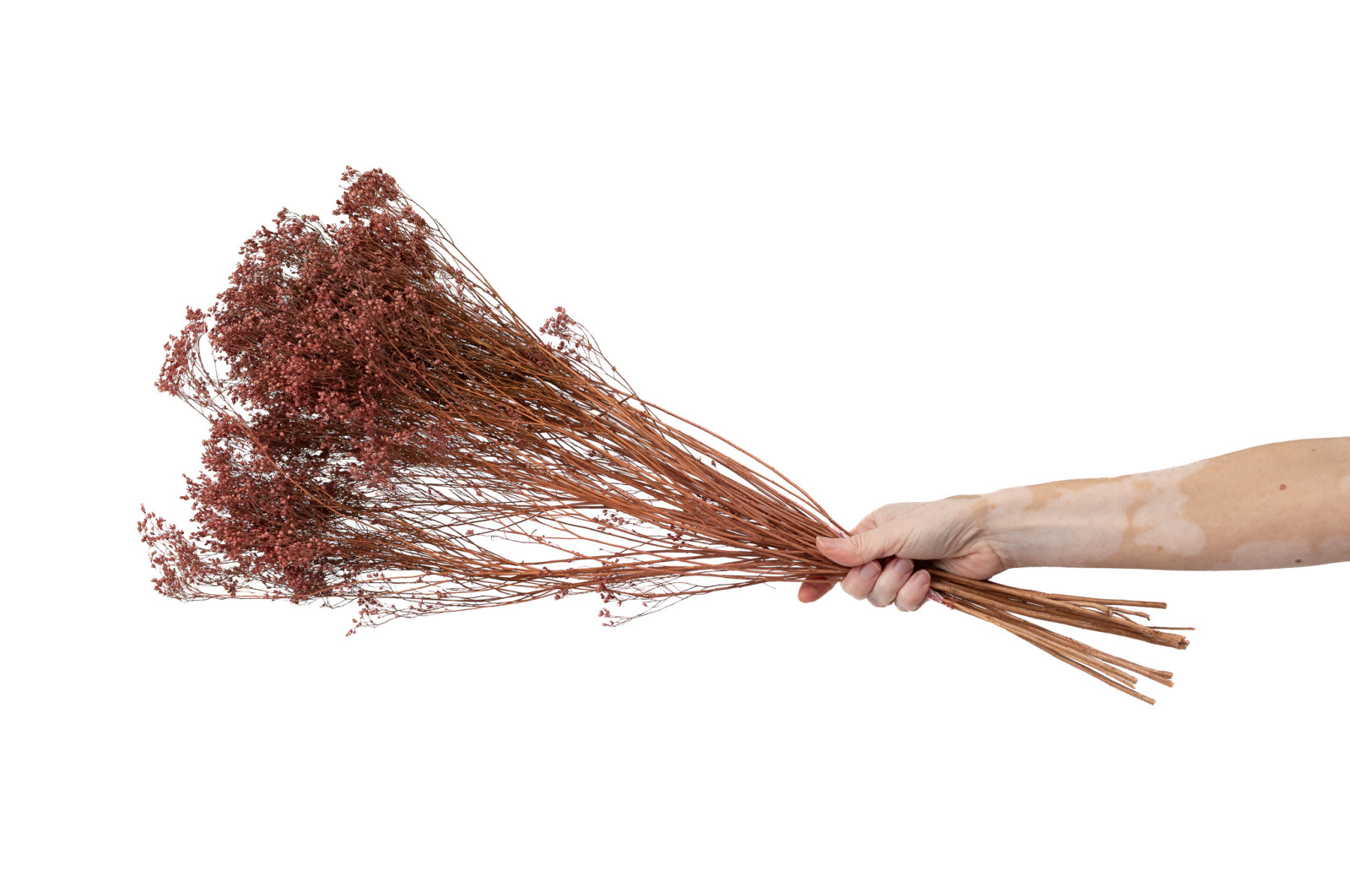 Broom bloom sec│vente aux pros│Grossiste en fleurs séchées
