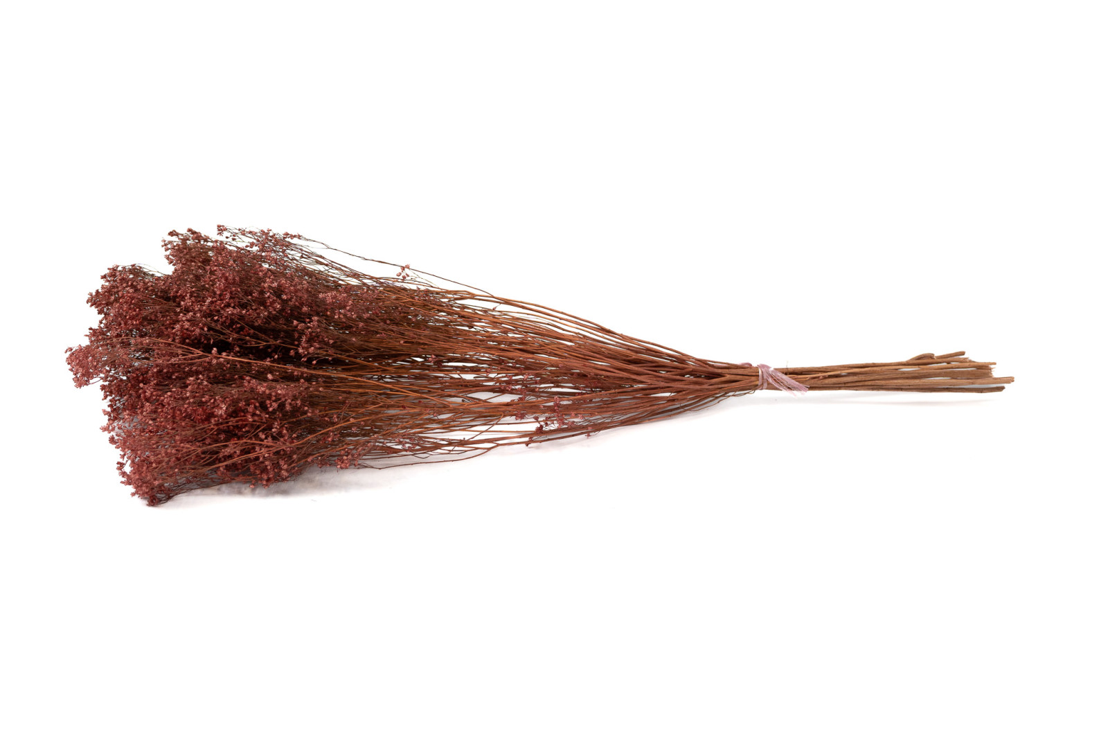 Broom bloom sec│vente aux pros│Grossiste en fleurs séchées