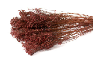 Broom bloom sec│vente aux pros│Grossiste en fleurs séchées