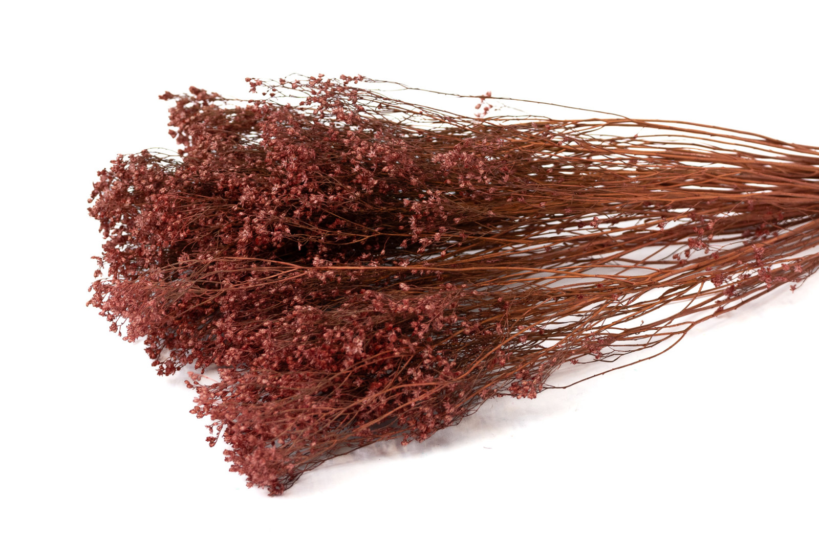 Broom bloom sec│vente aux pros│Grossiste en fleurs séchées
