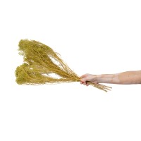 Broom bloom sec│vente aux pros│Grossiste en fleurs séchées
