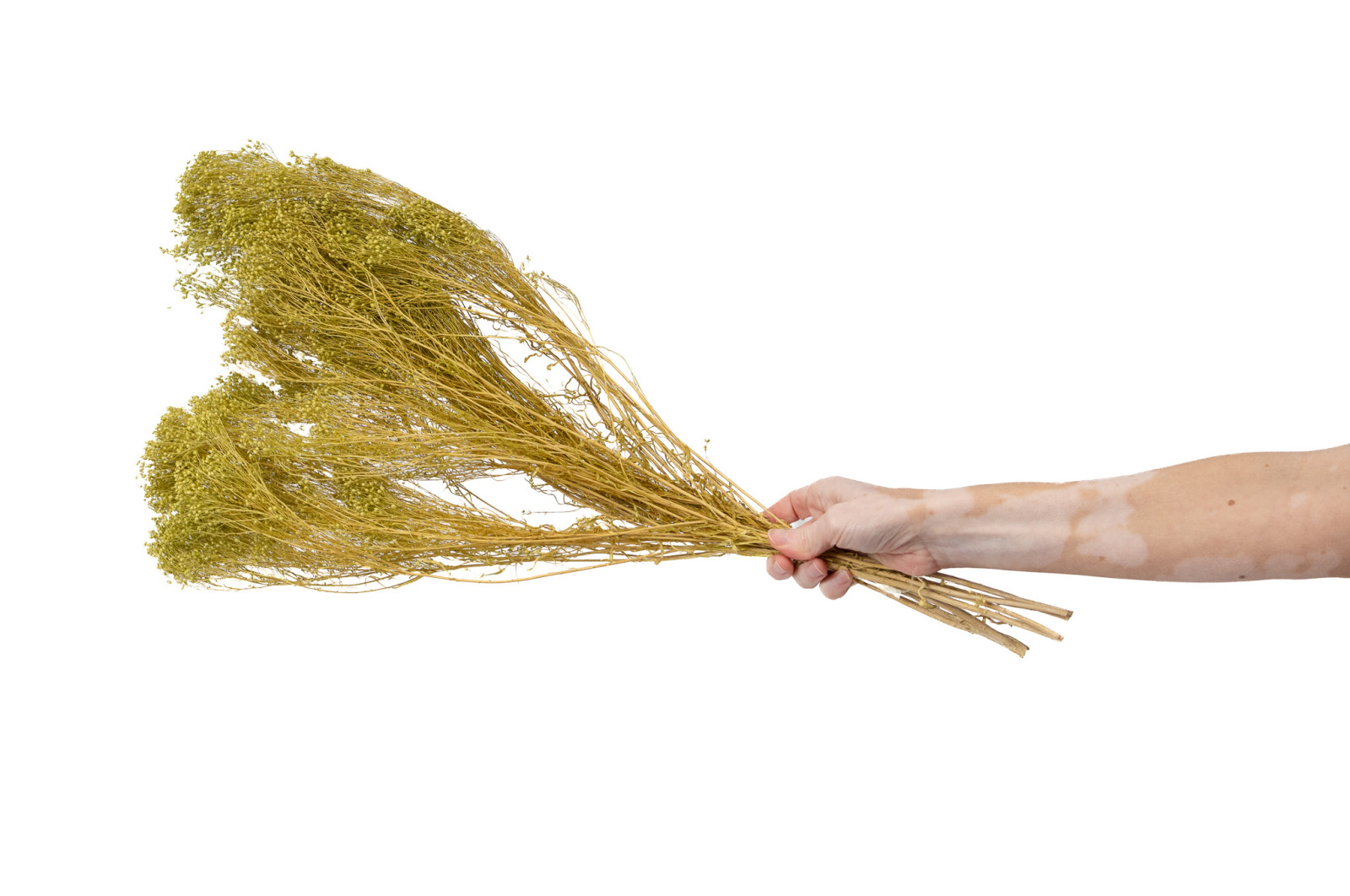 Broom bloom sec│vente aux pros│Grossiste en fleurs séchées