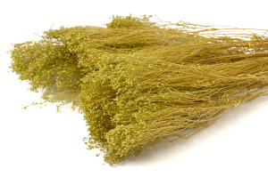 Broom bloom sec│vente aux pros│Grossiste en fleurs séchées