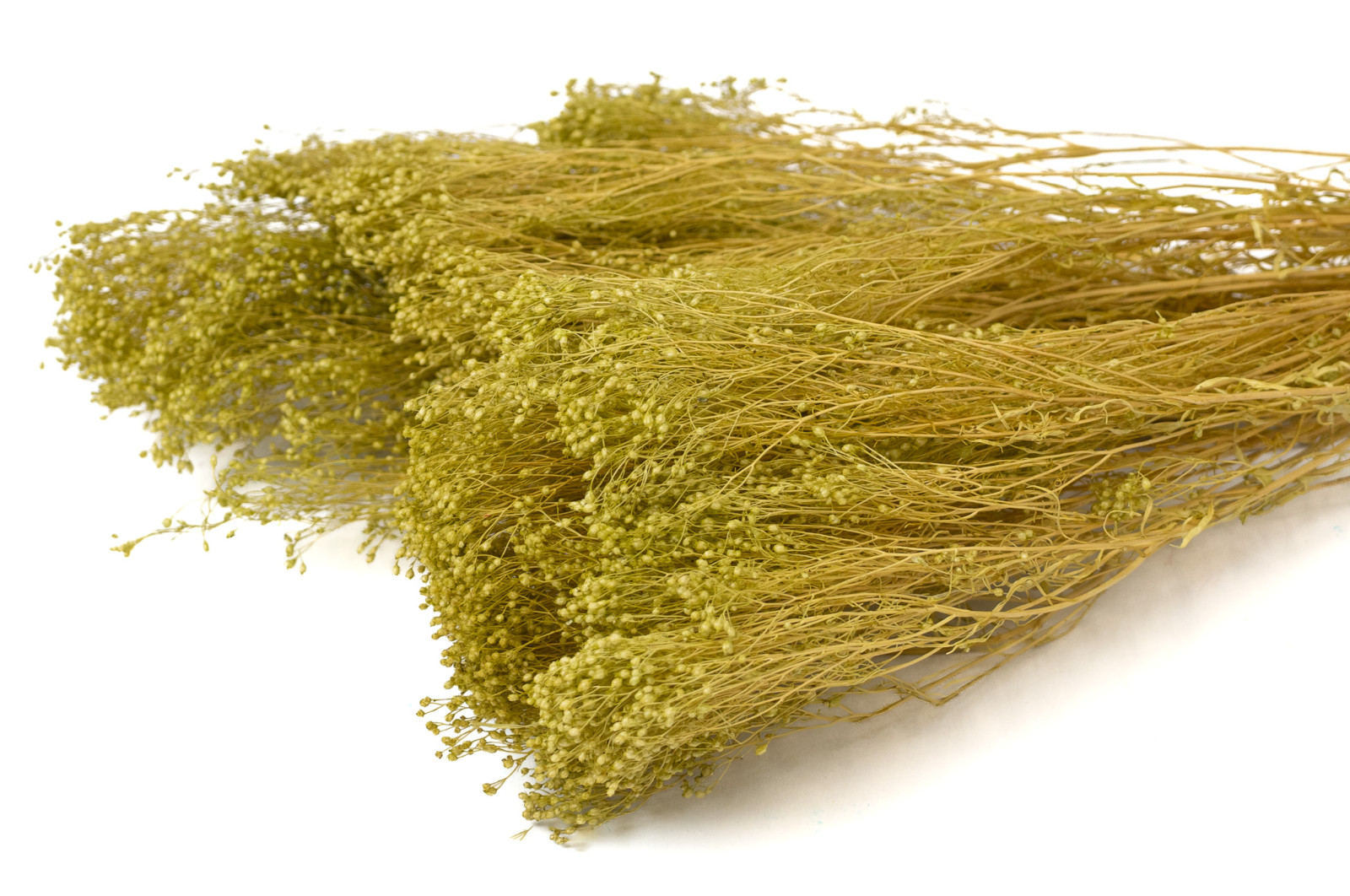 Broom bloom sec│vente aux pros│Grossiste en fleurs séchées