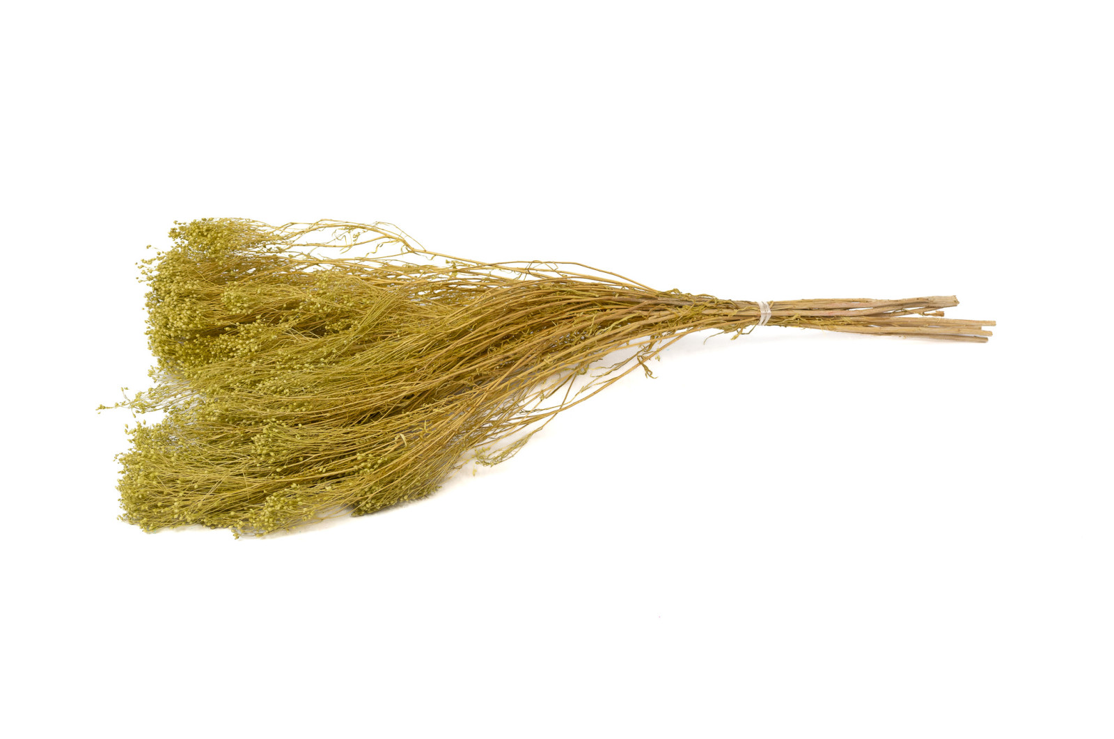 Broom bloom sec│vente aux pros│Grossiste en fleurs séchées