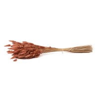 PHOCEALYS │Lagurus sec │vente aux pros│Grossiste en fleurs séchées