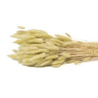 PHOCEALYS │Lagurus sec │vente aux pros│Grossiste en fleurs séchées