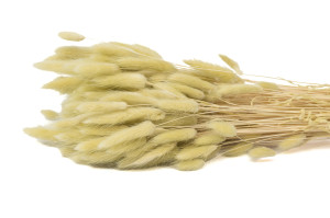 PHOCEALYS │Lagurus sec │vente aux pros│Grossiste en fleurs séchées
