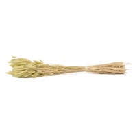 PHOCEALYS │Lagurus sec │vente aux pros│Grossiste en fleurs séchées