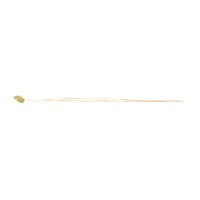 Phalaris sec│vente aux pros│Grossiste en fleurs séchées
