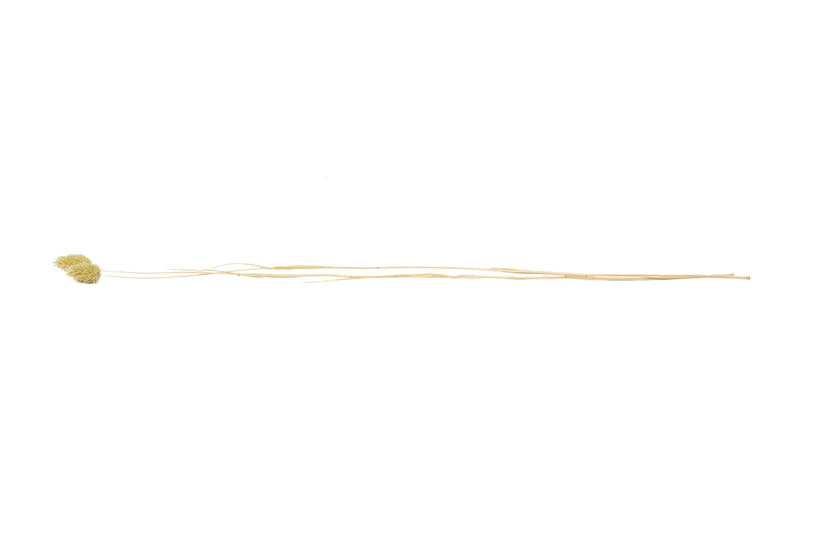 Phalaris sec│vente aux pros│Grossiste en fleurs séchées
