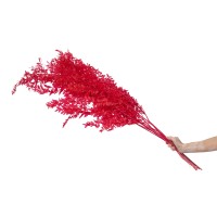 Ruscus stabilisé│vente aux pros│Grossiste en végétaux stabilisées