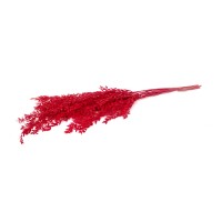 Ruscus stabilisé│vente aux pros│Grossiste en végétaux stabilisées