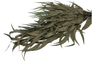 Eucalyptus willow stabilisé │vente aux pros│Grossiste