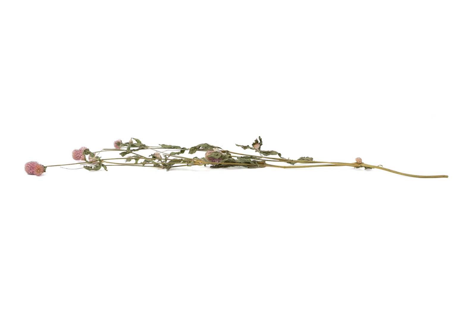 Gomphrena sec│vente aux pros│Grossiste en fleurs séchées