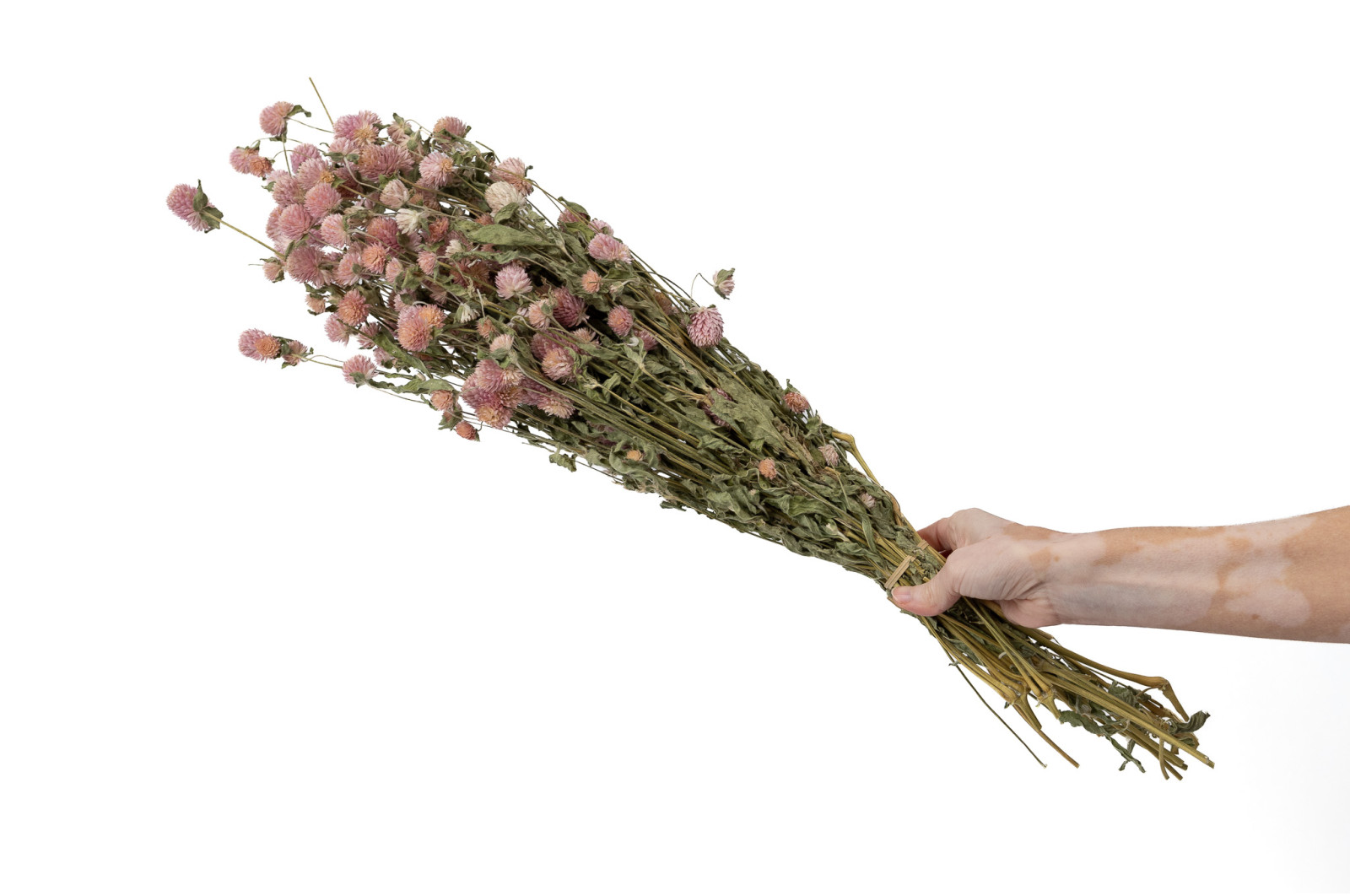 Gomphrena sec│vente aux pros│Grossiste en fleurs séchées