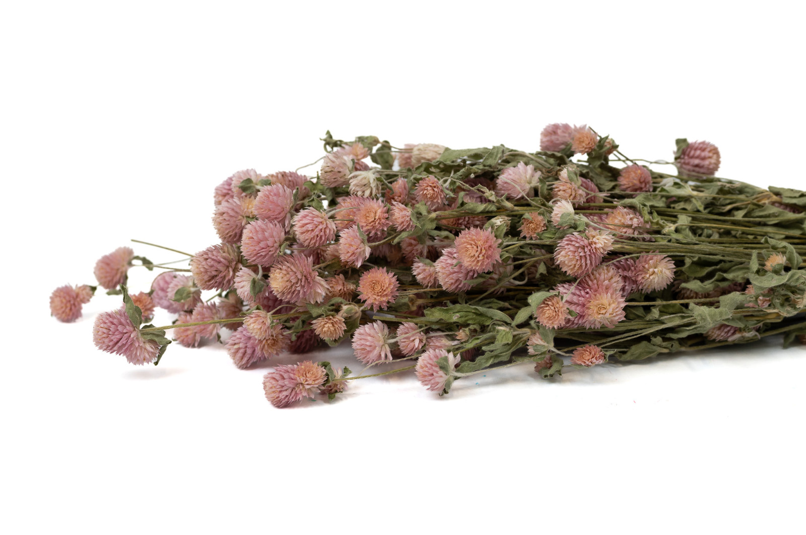 Gomphrena sec│vente aux pros│Grossiste en fleurs séchées