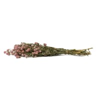 Gomphrena sec│vente aux pros│Grossiste en fleurs séchées