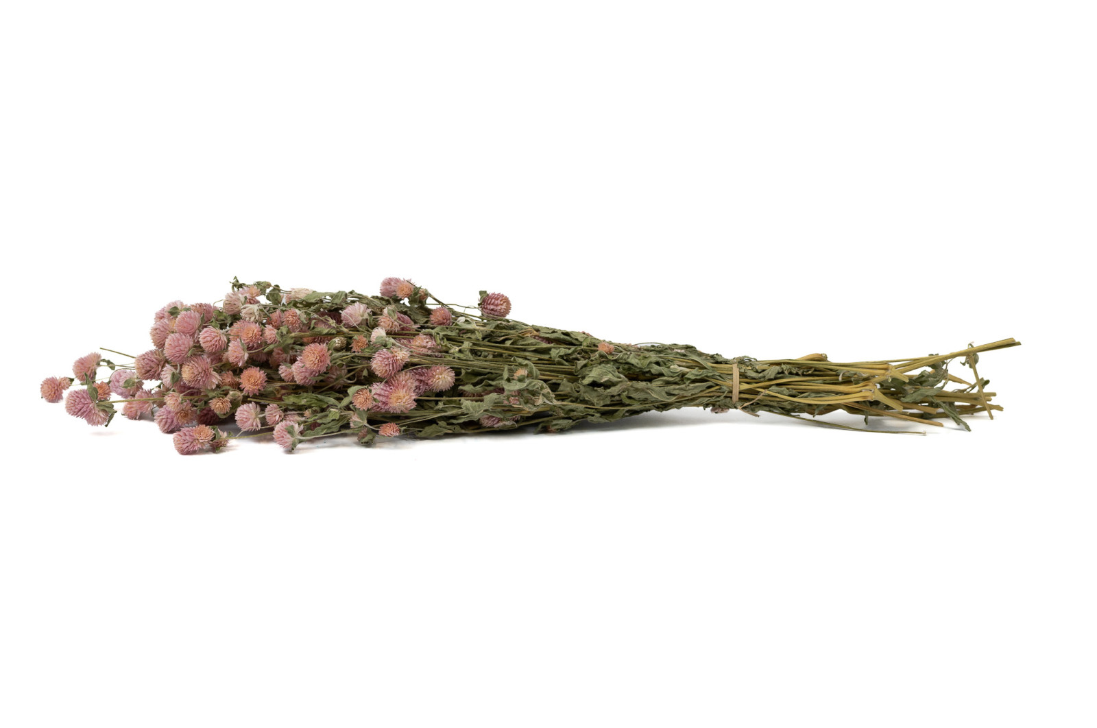 Gomphrena sec│vente aux pros│Grossiste en fleurs séchées