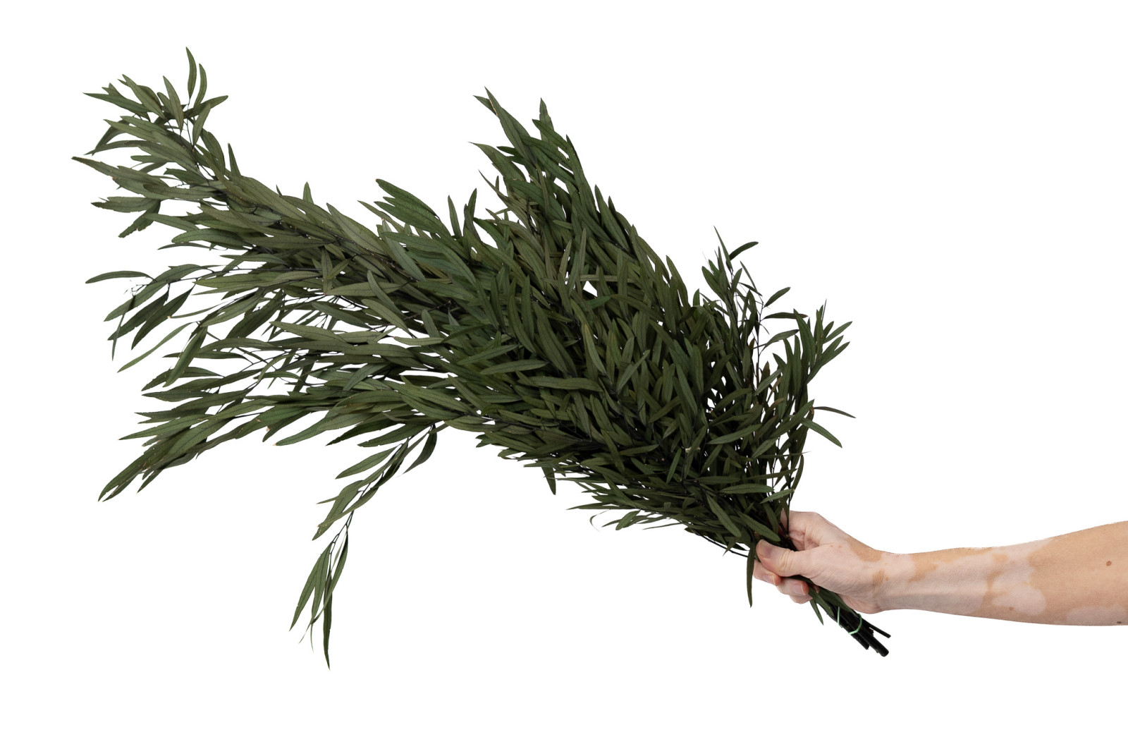 PHOCEALYS│Eucalyptus nicoly stabilisé │vente aux pros│Grossiste