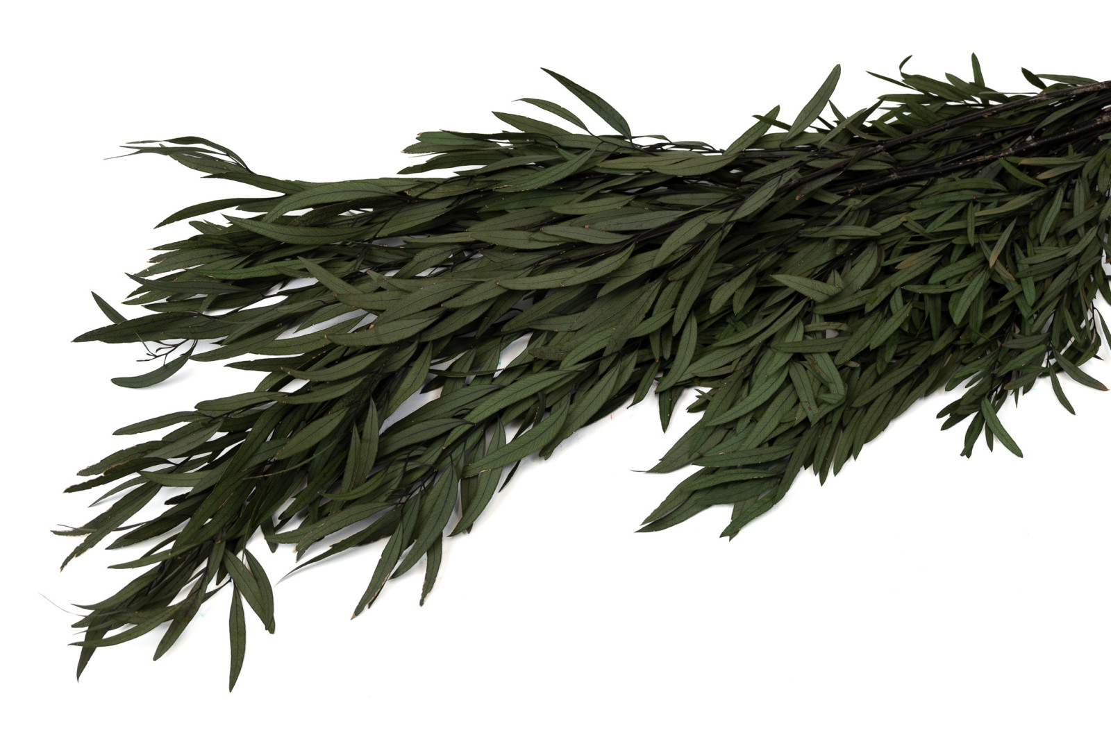 PHOCEALYS│Eucalyptus nicoly stabilisé │vente aux pros│Grossiste