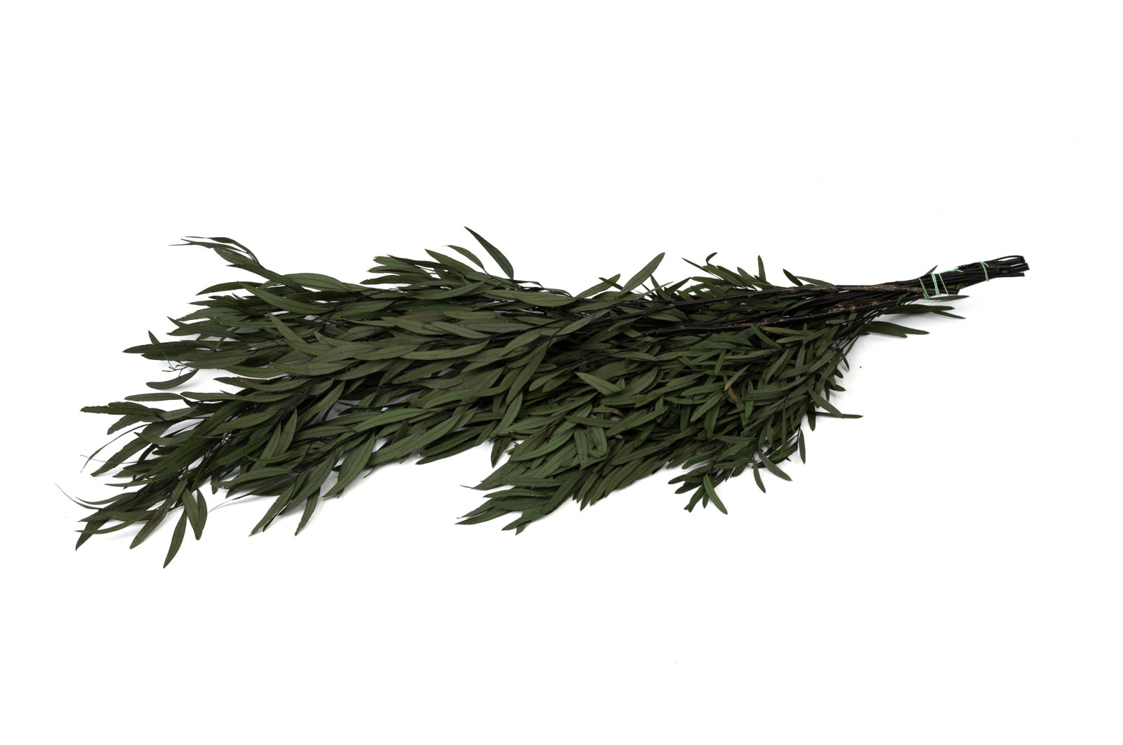 PHOCEALYS│Eucalyptus nicoly stabilisé │vente aux pros│Grossiste
