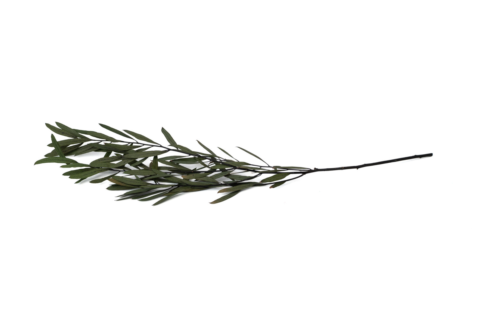 PHOCEALYS│Eucalyptus nicoly stabilisé │vente aux pros│Grossiste