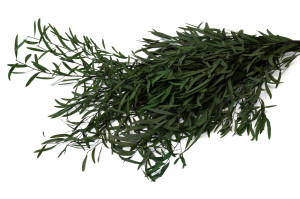 PHOCEALYS│Eucalyptus nicoly stabilisé │vente aux pros│Grossiste