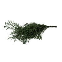 PHOCEALYS│Eucalyptus nicoly stabilisé │vente aux pros│Grossiste