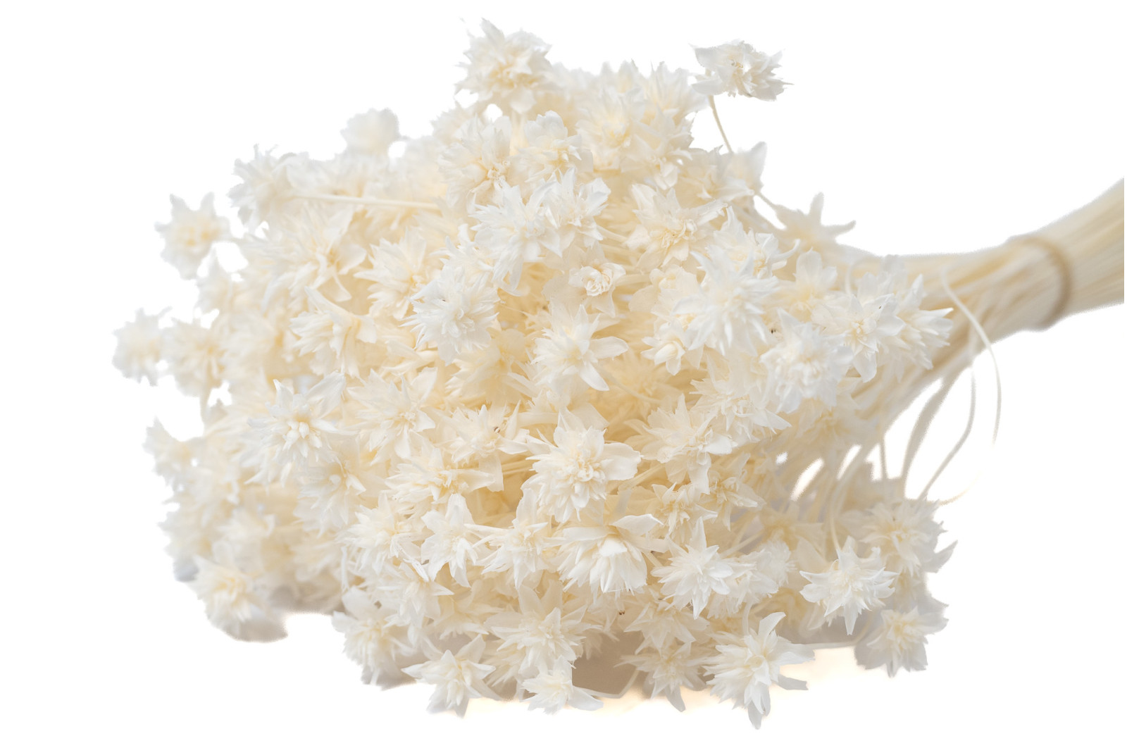 PHOCEALYS │Hill flower sec│vente aux pros│Grossiste en fleurs séchées